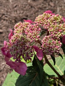 Landscape Design service from A.R.C Landscaping in Virginia Beach